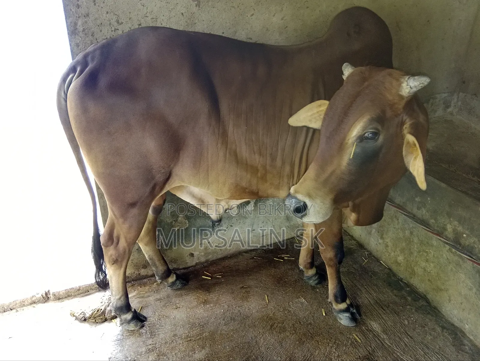ষাড় গরু বিক্রি
