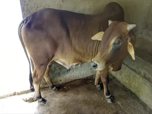 ষাড় গরু বিক্রি