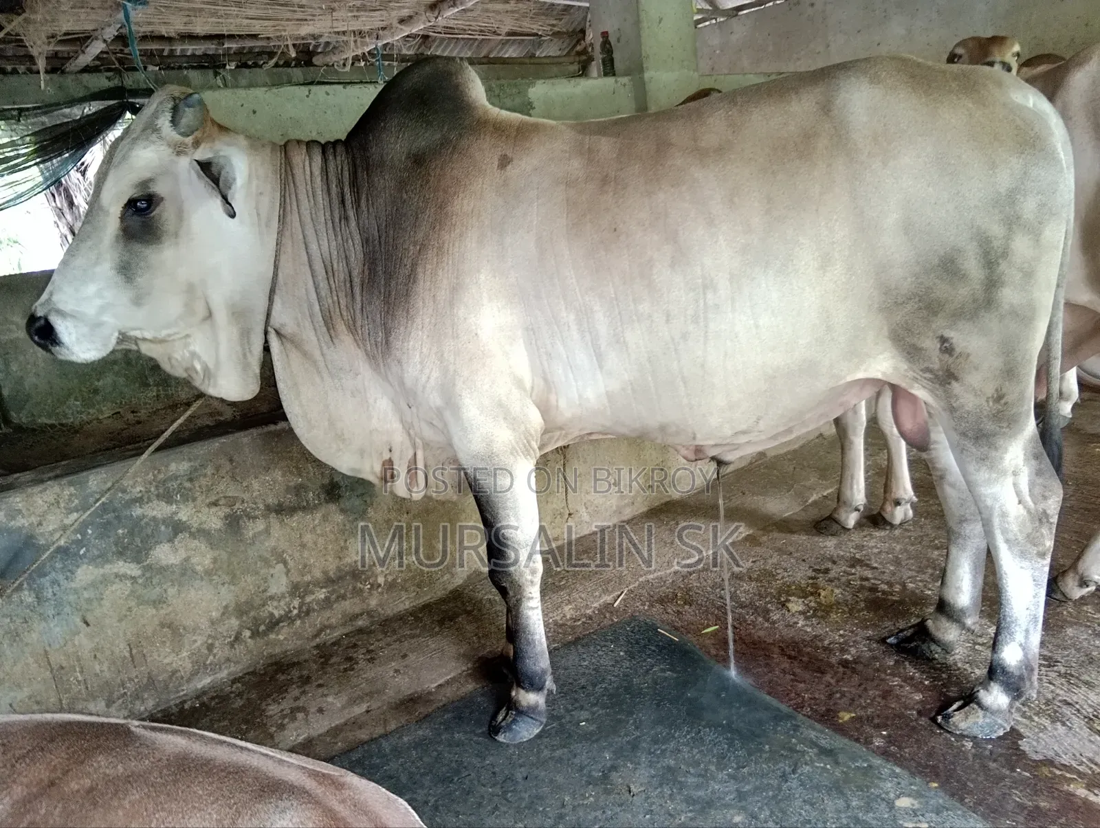 ষাড় গরু বিক্রি