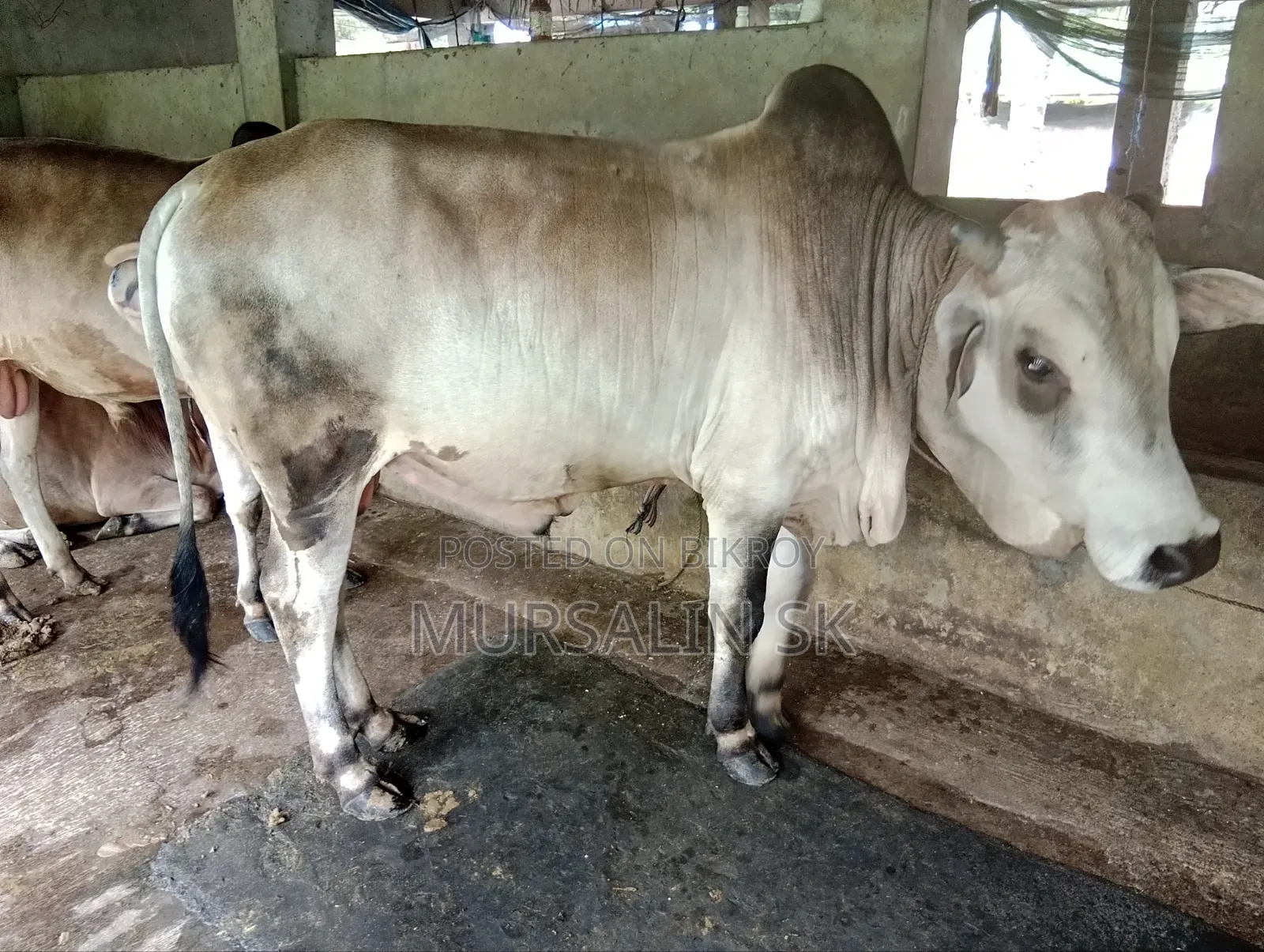 ষাড় গরু বিক্রি