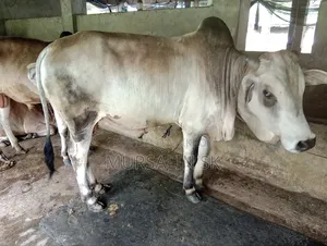 ষাড় গরু বিক্রি