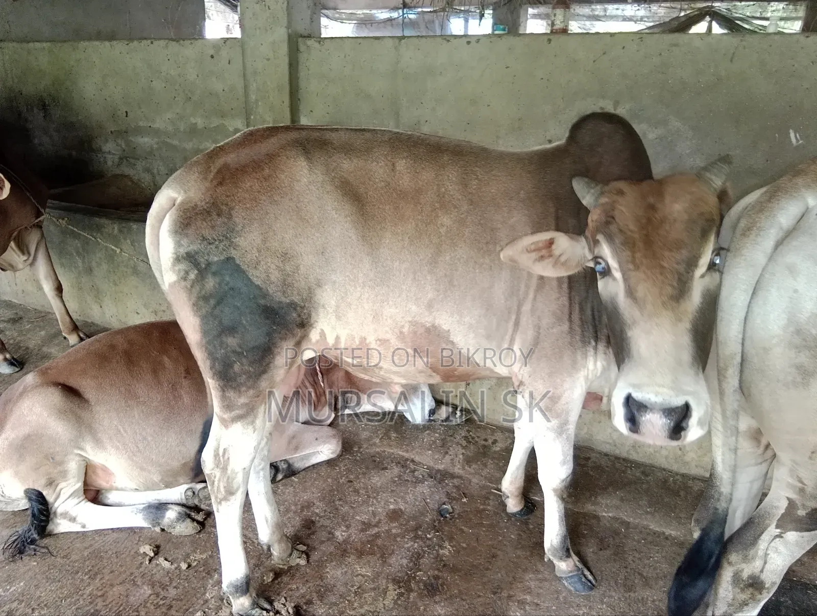 ষাড় গরু বিক্রি