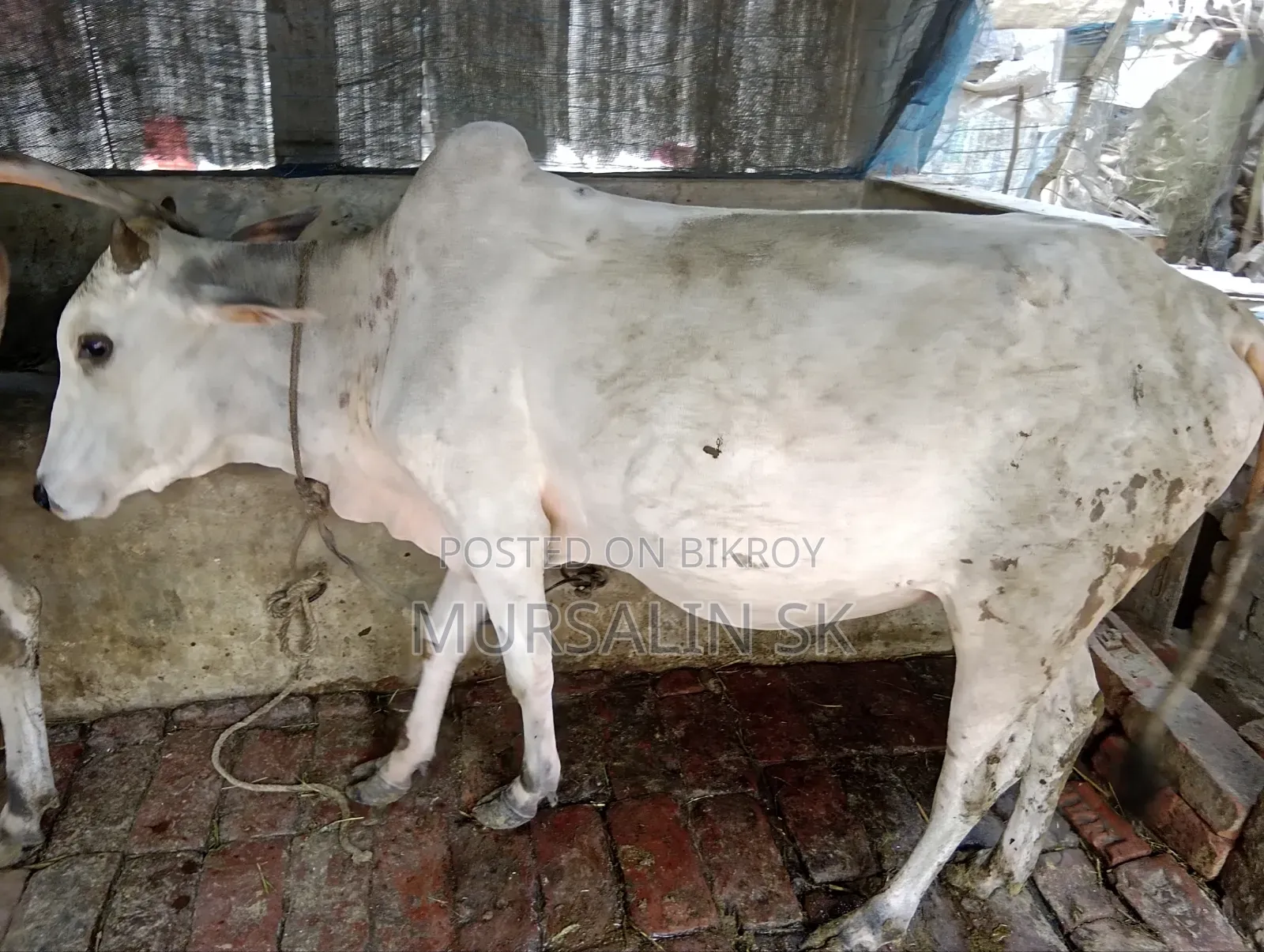 ষাড় গরু বিক্রি