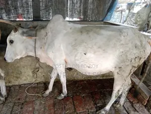 ষাড় গরু বিক্রি