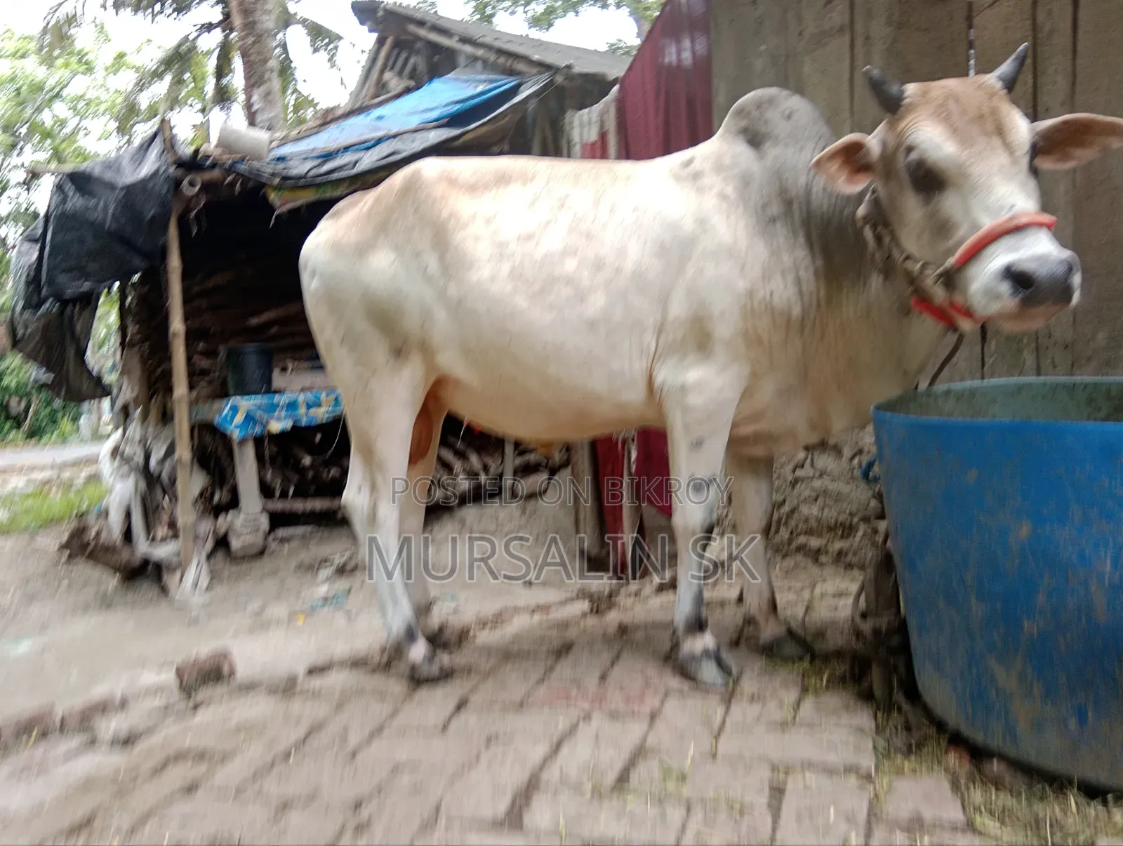 ষাড় গরু বিক্রি