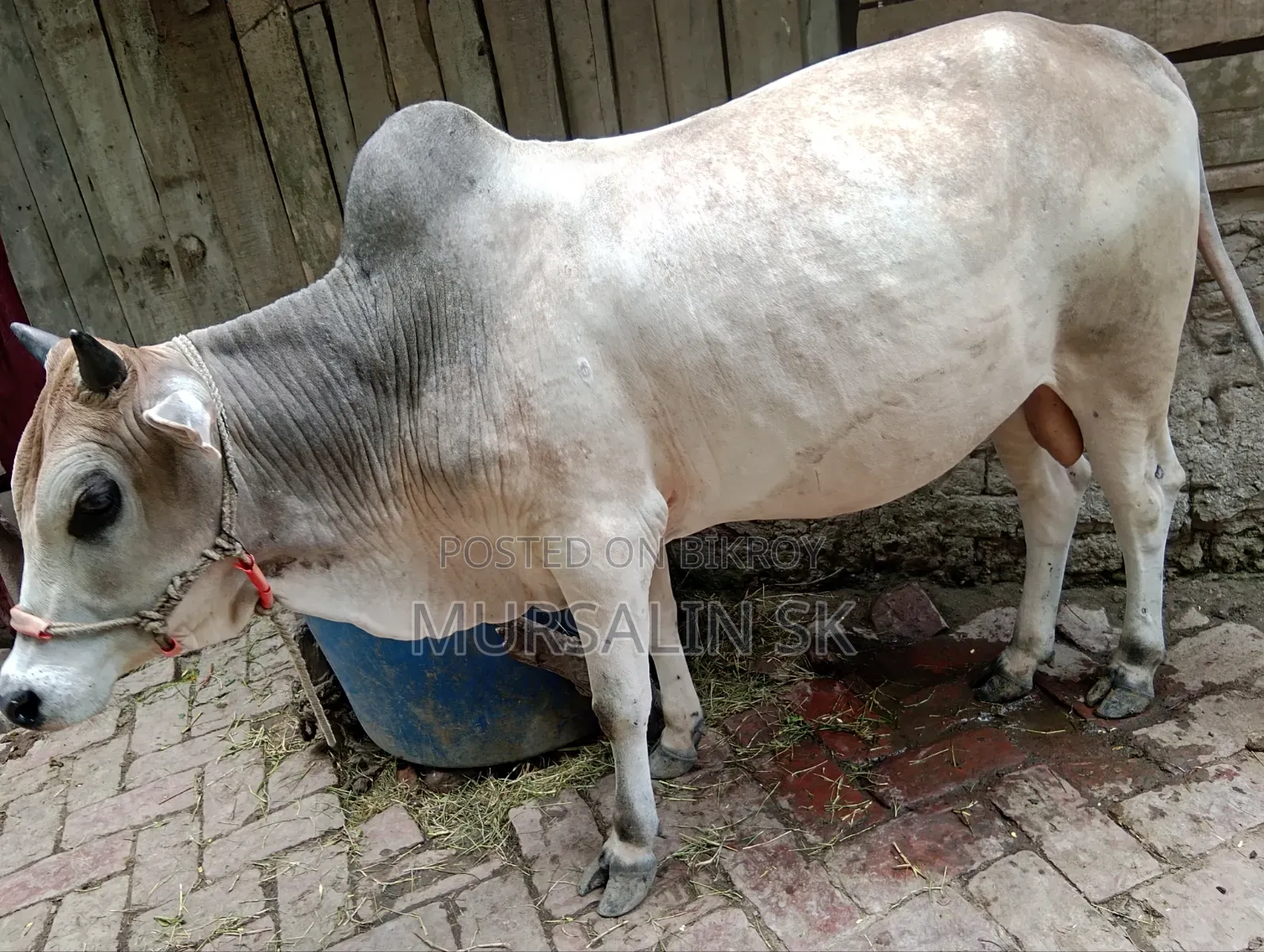 ষাড় গরু বিক্রি