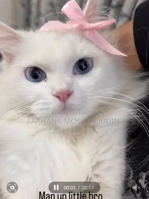 1+ Year Male Mixed Breed Persian