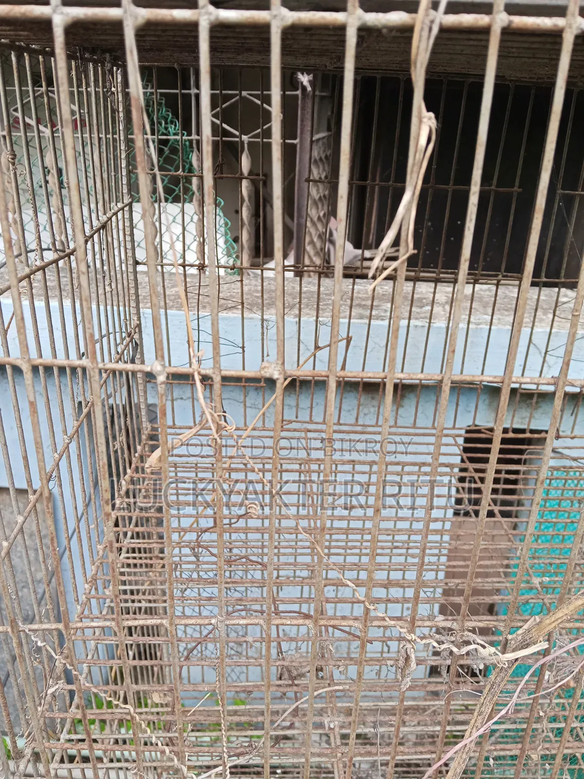Cage for Birds