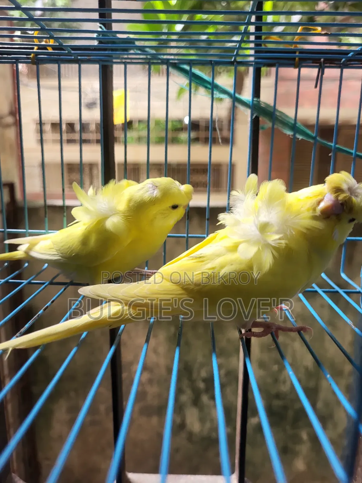 Yellow Df Semi Adult Pair