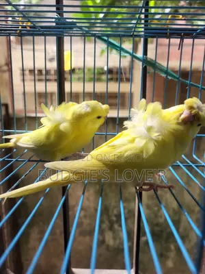 ইয়েলো ডিএফ সেমি অ্যাডাল্ট জোড়া