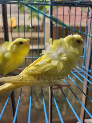 Yellow Df Semi Adult Pair