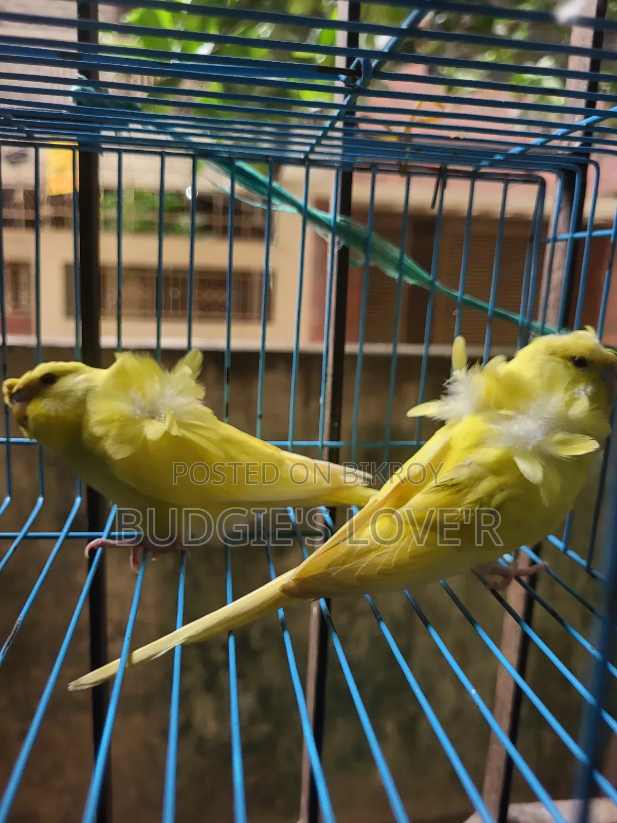 Yellow Df Semi Adult Pair