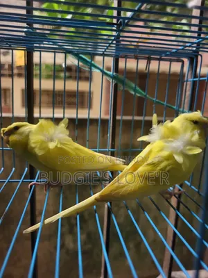 Yellow Df Semi Adult Pair