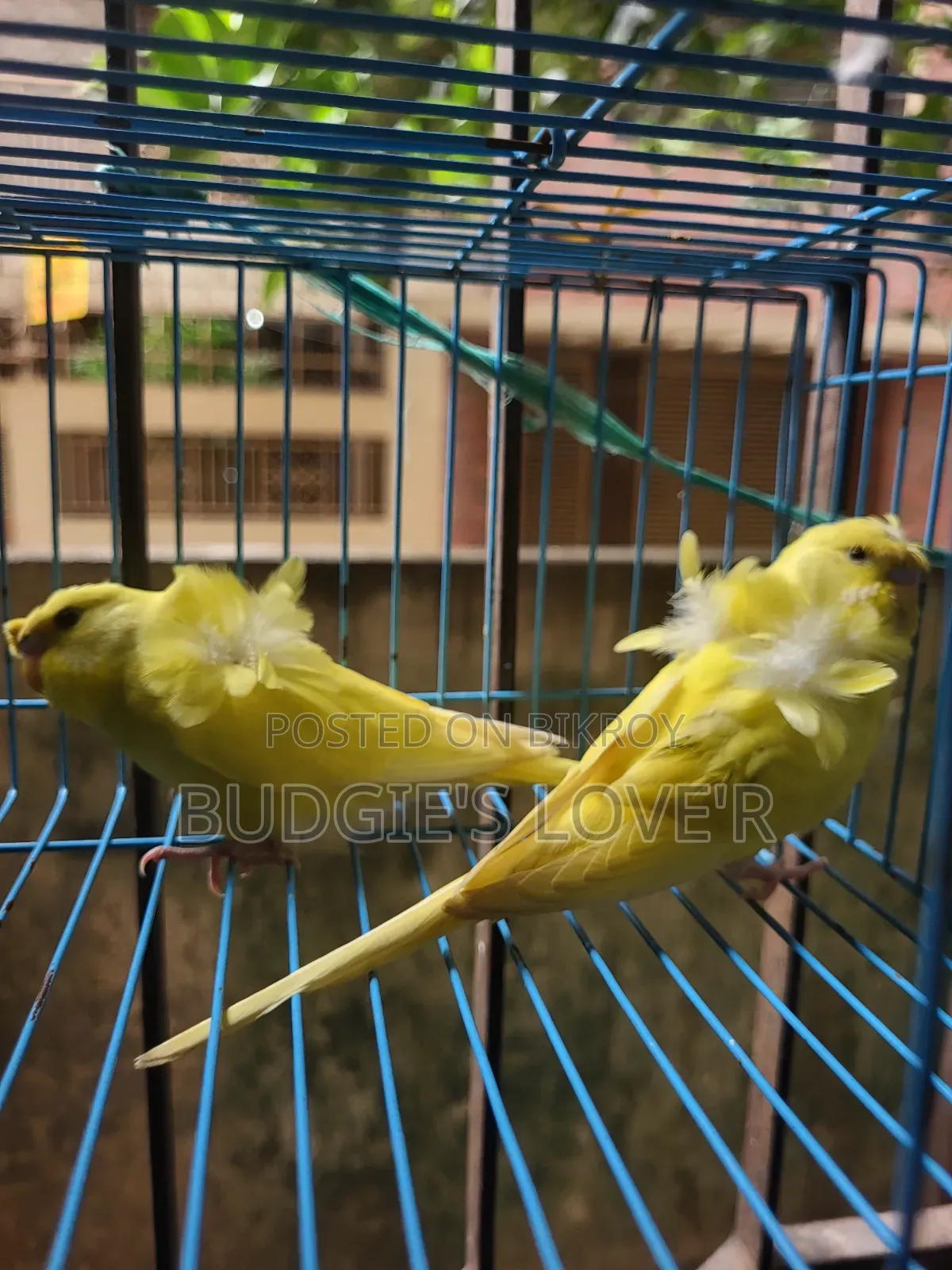 Yellow Df Semi Adult Pair