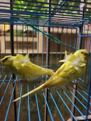 Yellow Df Semi Adult Pair