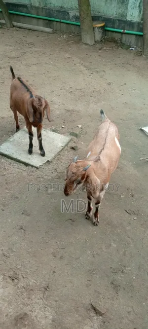 Local Goat Suitable for Qurbani
