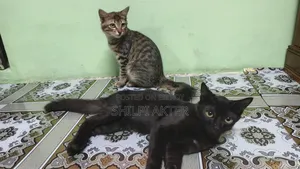 1+ Year Female Mixed Breed Bengal