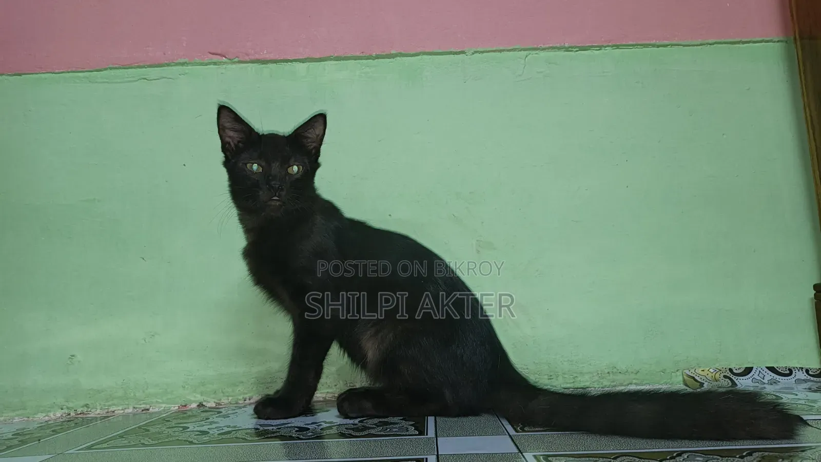 1+ Year Female Mixed Breed Bengal