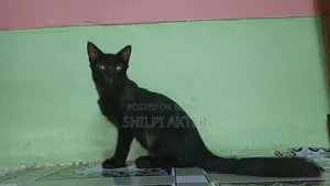 1+ Year Female Mixed Breed Bengal