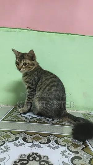 1+ Year Female Mixed Breed Bengal