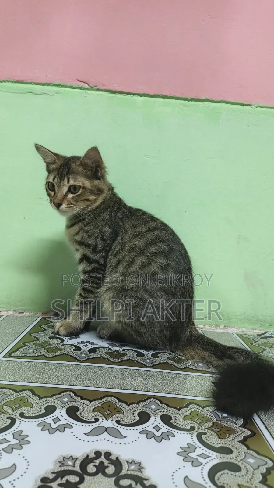 1+ Year Female Mixed Breed Bengal