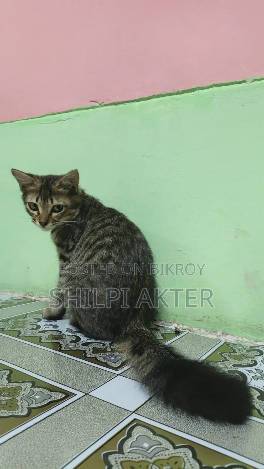 1+ Year Female Mixed Breed Bengal