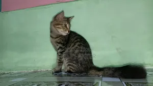 1+ Year Female Purebred Bengal