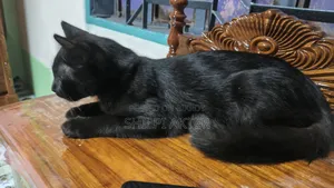 1+ Year Female Purebred Bengal