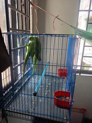 A pair of Indian Ringneck parrots for sale.