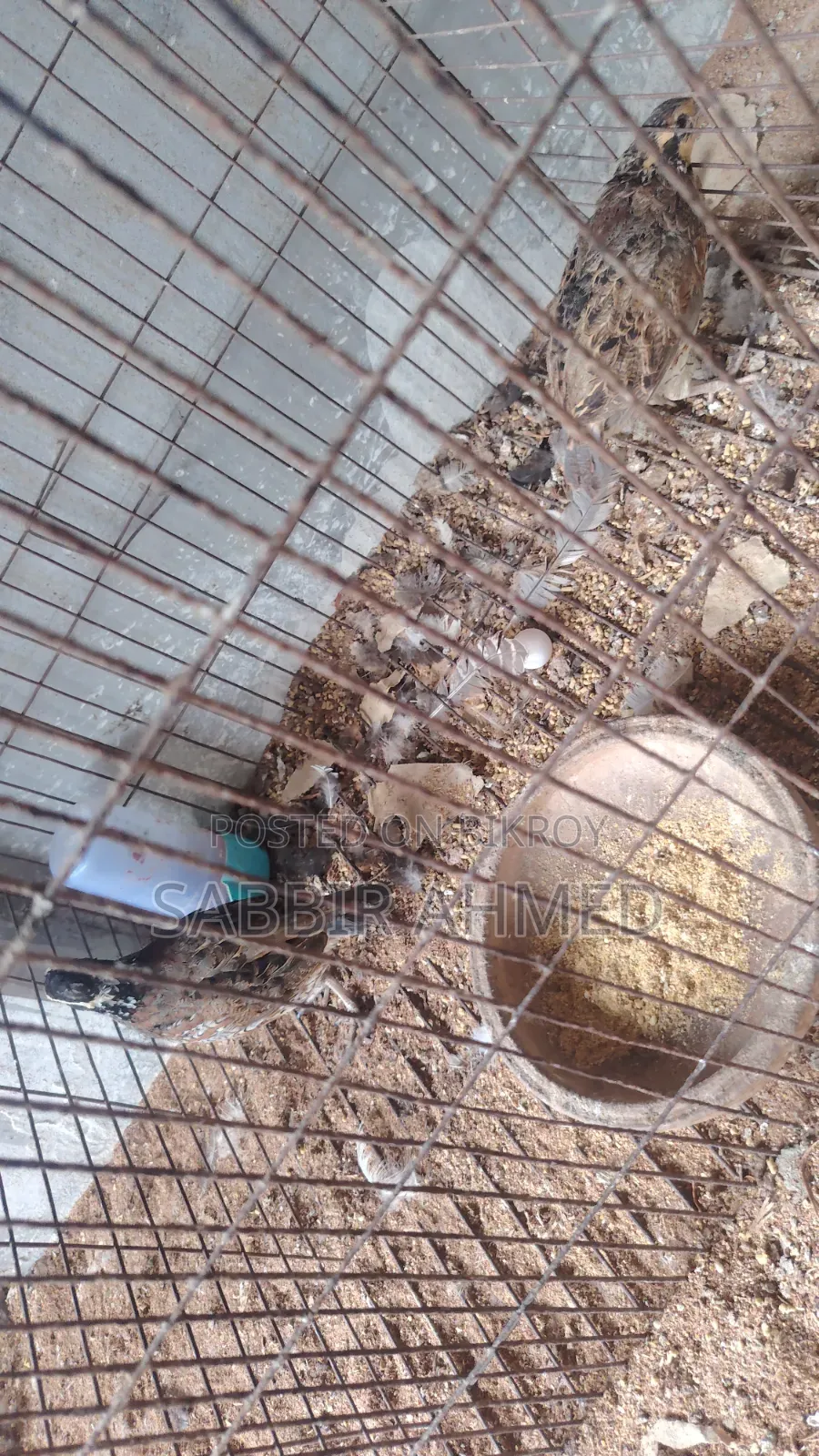 Northern Bob White Quail