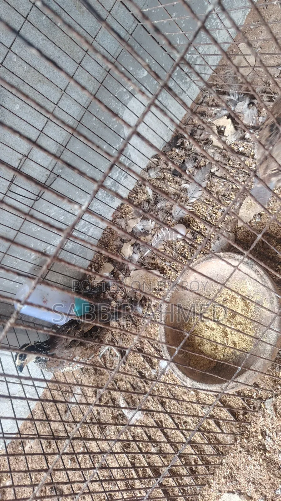 Northern Bob White Quail