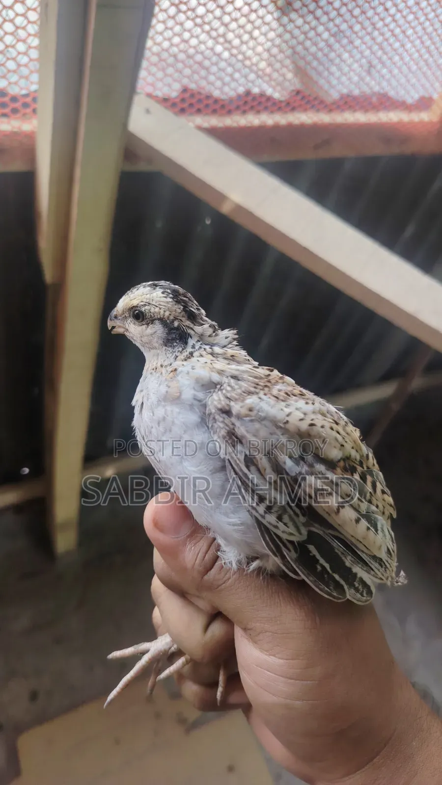 Northern Bob White Quail