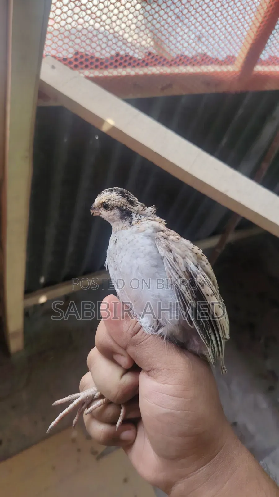 Northern Bob White Quail