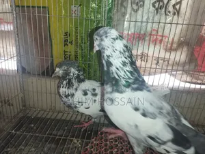 High-Flyer Pigeons