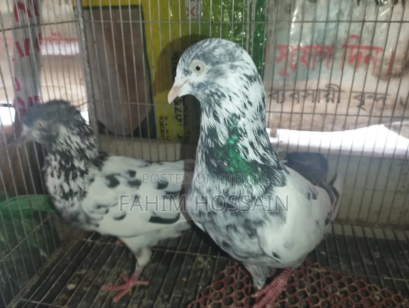 High-Flyer Pigeons