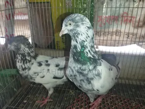 High-Flyer Pigeons