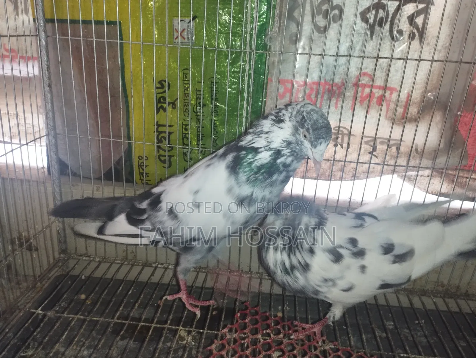 High-Flyer Pigeons