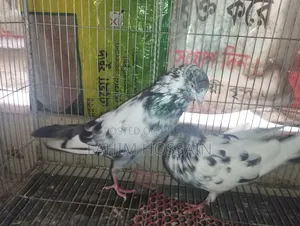 High-Flyer Pigeons