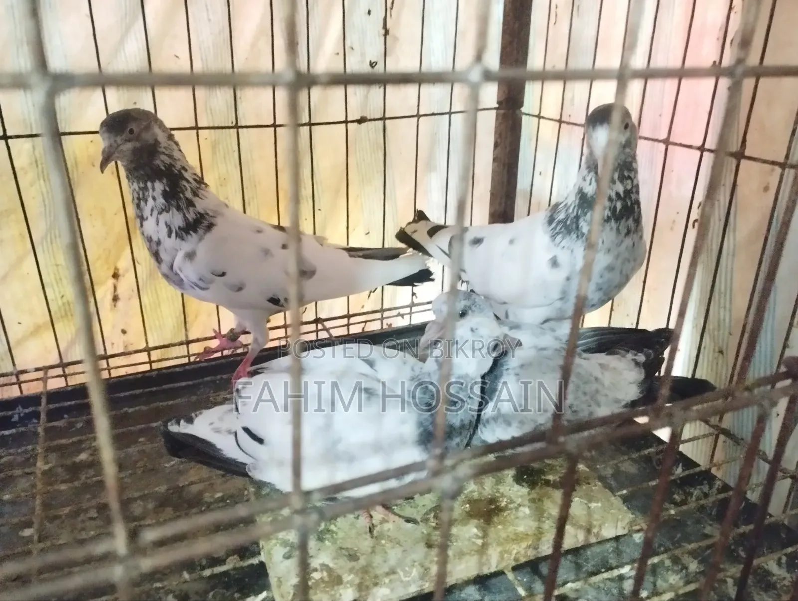 High-Flyer Pigeons