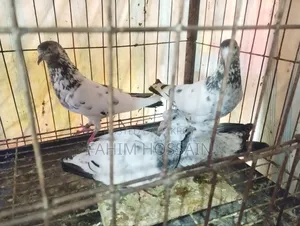 High-Flyer Pigeons