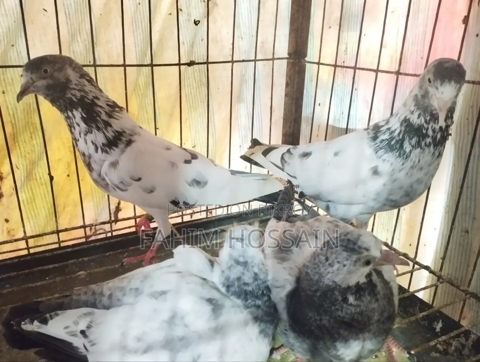 High-Flyer Pigeons