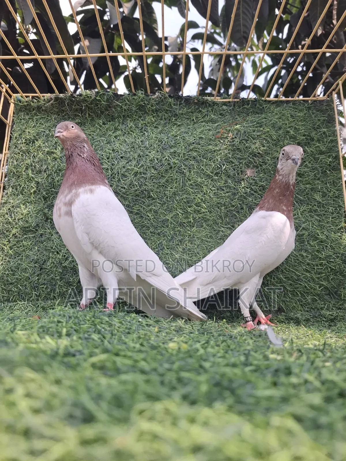এ কবুতর বিক্রি করা হবে