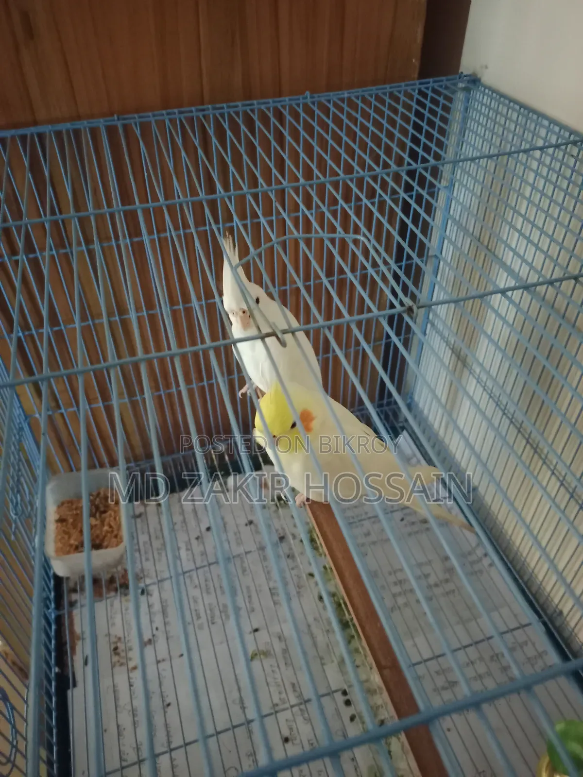 এক জোড়া প্রাপ্তবয়স্ক ককটেল পাখি