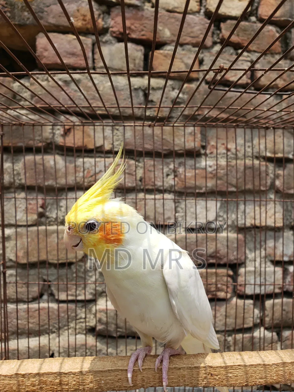 ককাটেল মাস্টার পেয়ার