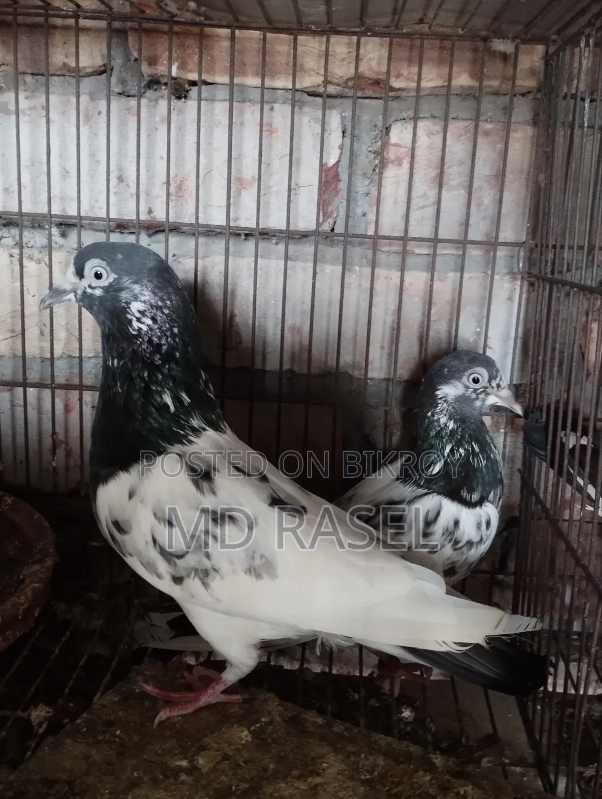 Pigeons for Sale