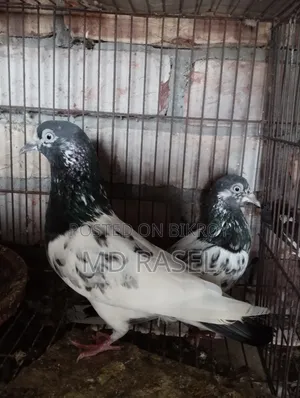 কবুতর বিক্রি