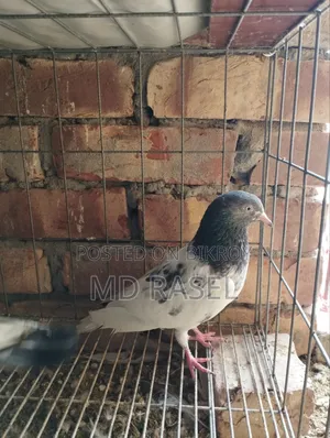 Pigeons for Sale