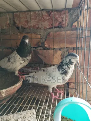Pigeons for Sale