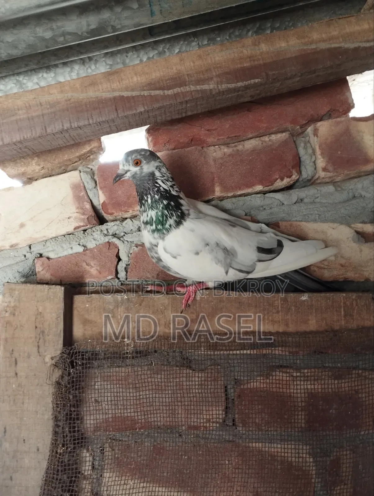 Pigeons for Sale