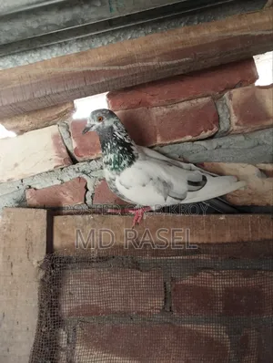 Pigeons for Sale